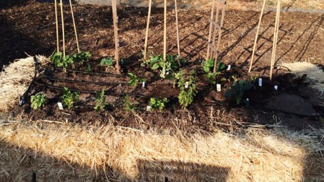 Idea: Straw Bale Garden Bed; Santa Rosa, CA