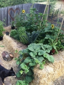 Axtell-Garden-EarlySummer-Crop