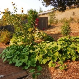 Axtell-Garden-LateSummer-Crop