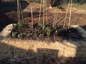 Garden-Planted-Crop