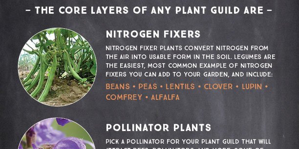 Permaculture Plant Guilds How-to