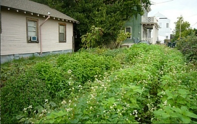 Little Sparrow Farm in New Orleans, LA