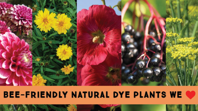 Try these bee-friendly natural dye plants