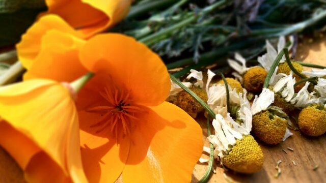 Small Batch Tinctures Now at the 8th & Bee Farmstand